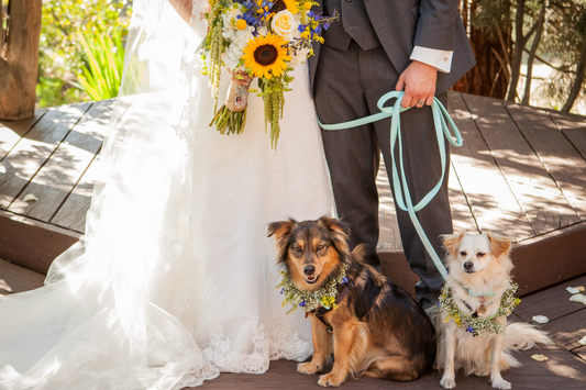 dogs in the wedding ceremony